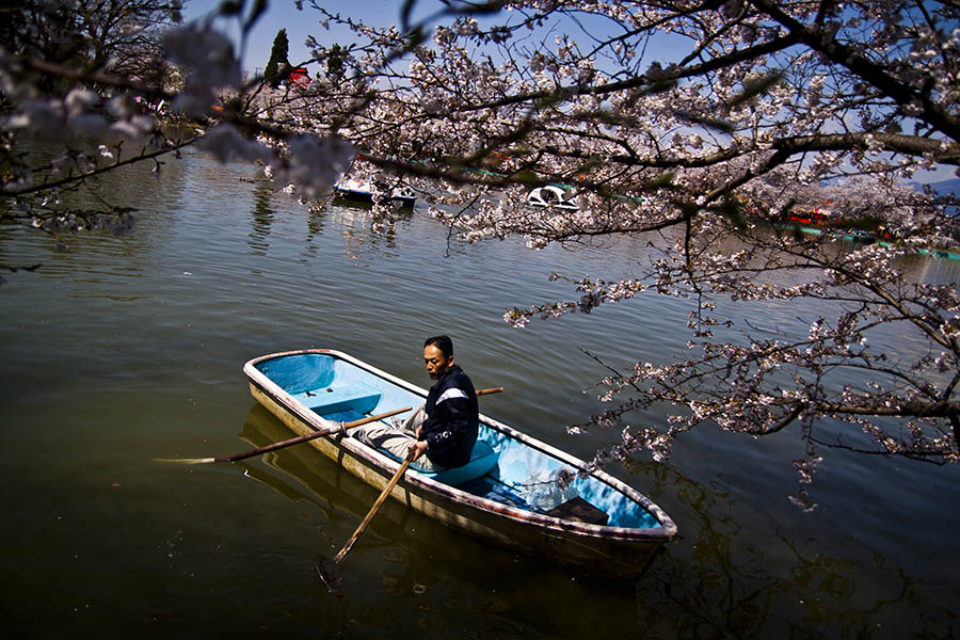 Close to cherry blossoms - sakura- a man rows a boat on a lake in Garyu Park, Suzaka, Japan