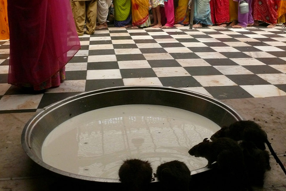 Rats in the rat temple of Bikaner, India