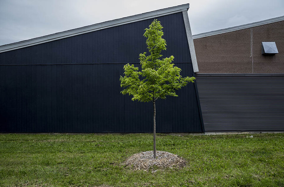 Tree by recreation centre, Longueuil