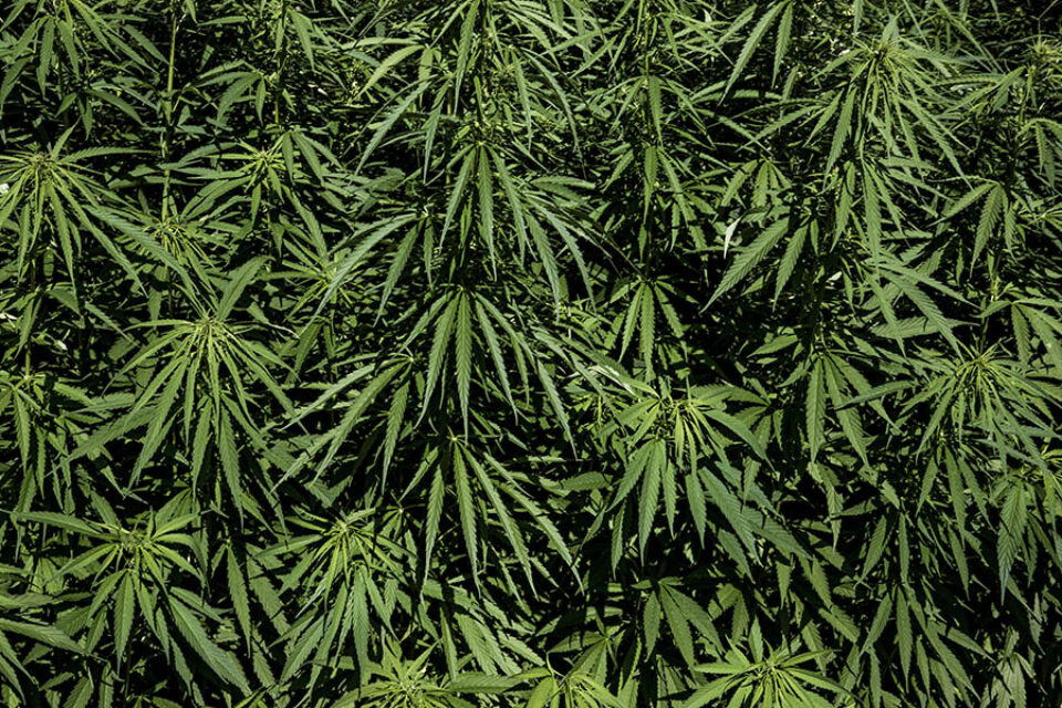 Leaves of marijuana plants
