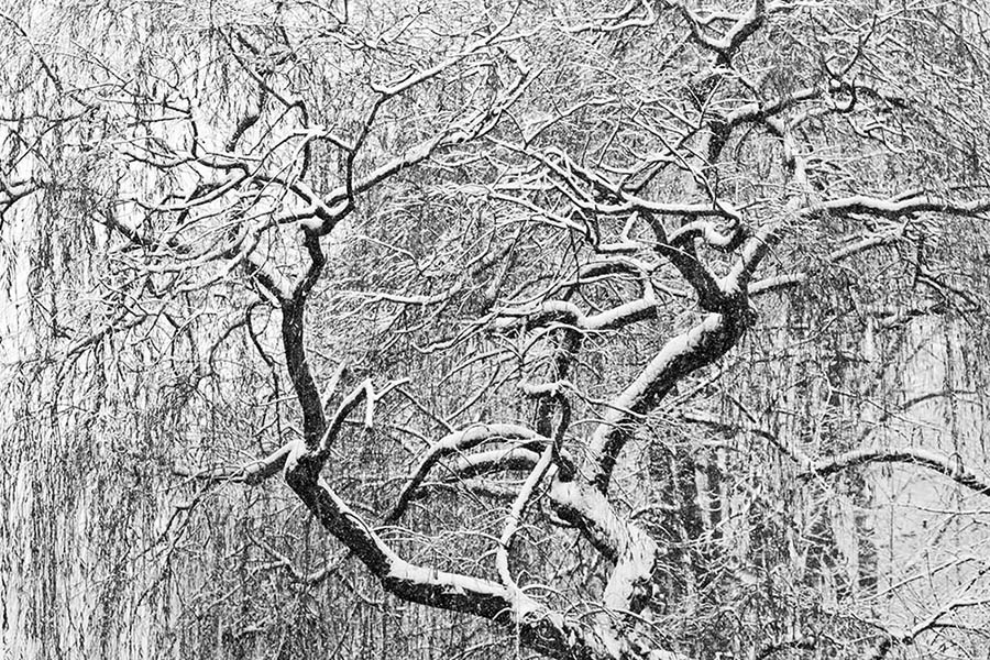 Tree branches after a heavy snowfall during winter in Berlin, Germany.