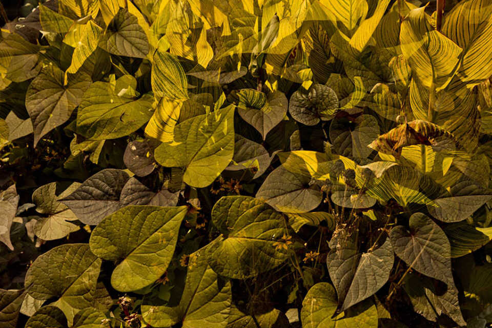 Yellow leaves multiple exposure