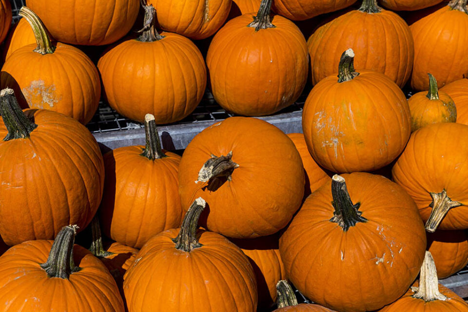 Pumpkins for sale