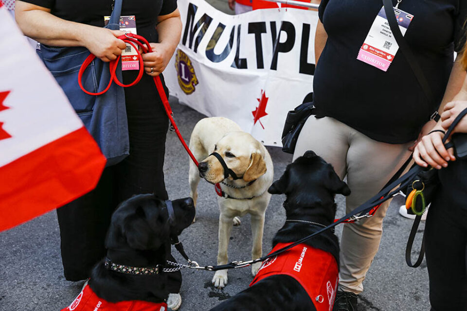Guide dogs at Montreal street parade