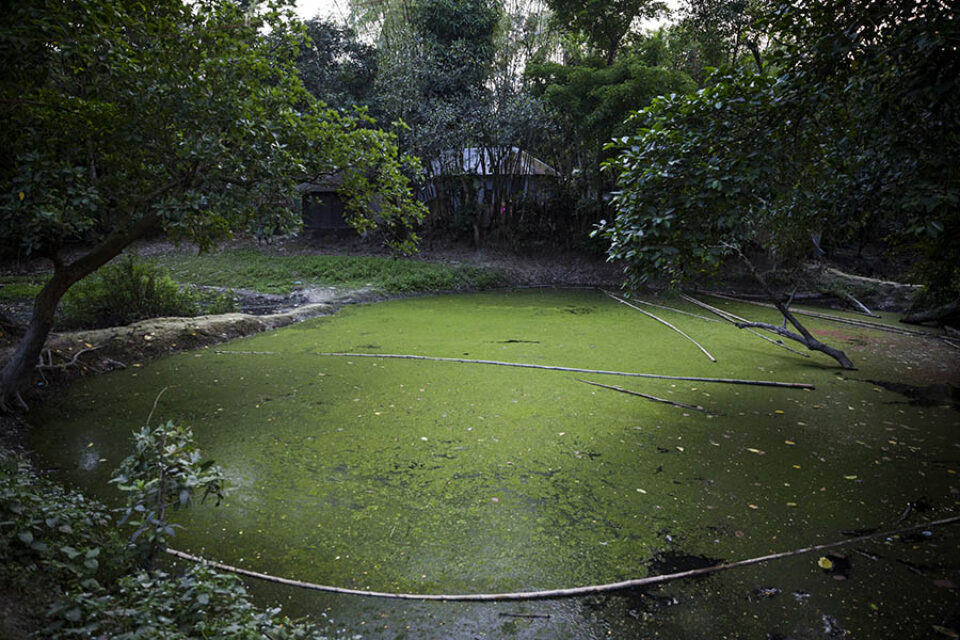 Stagnant pond, Bangladesh