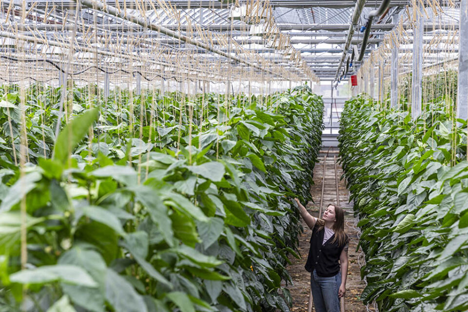 Woman checking plants in Montreal greenhouse by a professional Montreal photographer